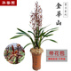 華香園綠植花卉蘭花苗濃香墨蘭【金華山】辦公室內盆栽盆景耐陰植物多肉 金華山5苗 帶花苞 裸根發(fā)貨