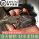 夠印原生態(tài)沙塘鱧虎頭鯊沙烏鱧土才魚(yú)土憨巴新鮮鮮活呆子魚(yú)淡水魚(yú) 一斤8-15條左右 現殺現發(fā) 1斤