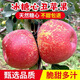 2025新果正宗大涼山丑蘋(píng)果冰糖心鹽源紅富士當季孕婦新鮮水果生鮮 8斤 【中果】70-75mm