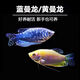 寵以沫黃藍曼龍魚(yú)活體七彩藍血麗麗馬甲觀(guān)賞小型熱帶魚(yú)接吻魚(yú)好養不打氧 5-7厘米藍黃曼龍混搭9條
