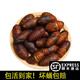 秀庭香大體黑黃蠶蛹500克東北特產(chǎn)柞蠶蛹新鮮活蠶蛹大繭蛹蟬蛹 大二黃500克【4-5厘米】