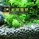 魚(yú)官兒非洲巨網(wǎng)蝦木紋網(wǎng)球蝦除藻蝦天空藍鰲蝦臺灣大和藻蝦大河藻蝦 2cm大號/大河藻蝦3只