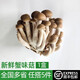 綠食者 新鮮蟹味菇125g 食用菌菇 火鍋配菜蔬菜