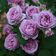 耐寒薔薇花苗爬藤四季開花室內(nèi)盆栽室外藤本月季玫瑰花卉易活植物 風(fēng)暴 灌木 精品花苗 不含盆