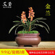 建蘭四季蘭金蘭矮種金邊線(xiàn)藝濃香蘭花苗夏帶花苞出售室內花卉盆栽 促銷(xiāo)：金蘭2苗連體