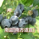 種花迷仟草集藍莓樹(shù)苗盆栽地栽藍梅樹(shù)當年結果 奧尼爾藍莓 南方北方果樹(shù) 南藍 3年苗