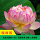 波思菊大型荷花種子池塘水養荷花四季蓮藕種子室外蓮花種子觀(guān)賞荷花種籽 觀(guān)音蓮(種子半斤)