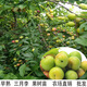 柯必達早熟三月李子樹(shù)苗晚熟早熟脆紅李嫁接李子苗蜂糖李南北方當年結果 早熟三月李5年苗1顆 60cm(含)-140cm(含)