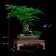 瀚林怡景（HANLINYIJING）文竹盆栽山水盆景植物室內(nèi)客廳桌面辦公室綠植花卉云竹四季常青 文竹-紫砂盆-牧童-木座
