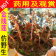 碧候蘭園珍貴綠植金線蓮盆景種苗好養(yǎng)易活小盆栽辦公室花卉植物組培苗瓶苗 2瓶金線蓮苗/每瓶里面有10多顆小苗
