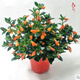 客廳室內(nèi)辦公室垂吊 綠植盆栽花卉 金魚吊蘭栽花卉室內(nèi)綠植辦公室盆栽盆景綠色植物吊蘭 不含盆一盆20株 含盆