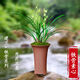 玫絢 蘭花【鐵骨素心】建蘭四季蘭經(jīng)典素心濃香蘭花苗盆栽 鐵骨素心 5苗連體