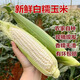 廣西新鮮白糯玉米現(xiàn)摘甜糯牛奶玉米苞谷嫩玉米棒子早餐蔬菜生鮮 9斤