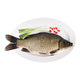 鮮活黃金鯽魚300-400g/條