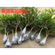 亞招 獨桿米蘭九里香盆栽花四季開(kāi)花不斷室內香花植物凈化空氣老樁 5年九里香40高 不含盆