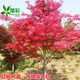 苗彩紅楓樹(shù)苗日本紅楓苗美國紅楓三季紅中國紅紅舞姬紅楓盆栽庭院種植 中國紅楓樹(shù)苗：改良常年紅 2公分粗成品樹(shù)