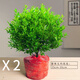 小葉赤楠盆景樹(shù)樁綠植好養客廳植物室內樹(shù)苗辦公室易活小盆栽花卉 2盆大號赤楠【款】 (不含盆)送肥料 帶盆栽好