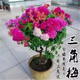 蘇躍 【買2送1】三角梅樹(shù)苗盆栽室內(nèi)陽(yáng)臺(tái)爬藤植物勒杜鵑花苗重瓣大 精品多色B款 三年苗買兩顆送一顆