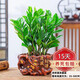 金錢樹(shù)盆栽植物室內(nèi)陽(yáng)臺(tái)花卉客廳大小型綠植喬遷新居植物h 金錢樹(shù)30-50cm（財(cái)源茂盛盆）