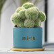 泰西絲仙人掌群生多頭仙人球盆栽室內(nèi)多肉植物大顆辦公室桌面耐旱稀有綠植肉肉 大號多頭金冠【nice綠盆+竹托】