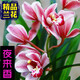 劉閣蘭花超香建蘭四季蘭當(dāng)年開花壯苗滿屋飄香室內(nèi)四季常青花卉盆栽草 5苗連體【夜來香】