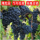 素顏巨峰葡萄苖陽(yáng)光玫瑰藍寶石葡萄樹(shù)苗無(wú)籽南方北方種植盆栽庭院爬藤 黑珍珠葡萄苗當年結果