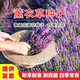 譽(yù)滿(mǎn)園薰衣草種子多年生耐寒耐高溫香草室外花卉盆栽四季種易活種籽多年生驅蚊普羅旺斯薰衣草花籽 薰衣草花 薰衣草種子500粒+肥