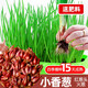大禹蔥頭種子四季火蔥正宗紅蔥頭小香蔥苗秧根苗種頭種苗小蔥苗老品種 正宗半斤紅蔥頭籽+豆粕肥