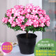 【莎之槿園藝】杜鵑花苗盆栽帶花苞四季開(kāi)花不斷室內(nèi)觀花卉綠植植物老樁大棵好養(yǎng) 特大盆西瑪杜鵑花+(不含盆)帶花苞發(fā)貨 含盆