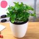 電腦桌面小盆栽辦公室內花卉綠植物景一盆 1號薄荷 含盆