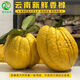 格沃斯香櫞果云南新鮮當(dāng)季香櫞鮮果食用觀賞清香型水果農(nóng)家基地現(xiàn)摘現(xiàn)發(fā) 黃果普通果1.5斤左右(1個(gè))