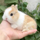 小兔子活物侏儒兔長(cháng)不大迷你小型公主荷蘭垂耳兔小白兔家養寵物兔 黃白侏儒兔【熱銷(xiāo)款】