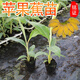 廣西香蕉樹(shù)苗當年結果庭院地栽種植果樹(shù)苗南方矮化盆栽 粉蕉20厘米高2棵 帶土帶葉