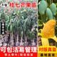 芥圃芒果樹(shù)苗 官方旗艦 嫁接芒果苗大金煌芒四季紅貴妃南方種植果樹(shù)苗 桂七芒果苗【帶土帶葉發(fā)貨】 2年苗 高度：60-80公分