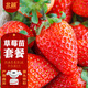 北蔬 草莓苗帶土發(fā)貨南北方四季種 奶油草莓苗帶盆1棵源頭直發(fā)包郵