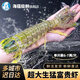 海蘊極鮮【活鮮】鮮活富貴蝦 新鮮泰國進(jìn)口巨型皮皮蝦活蝦燒烤食材 6-7兩/只(吃肉款)超大號 單只裝