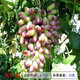 言清 買(mǎi)2顆送1顆 嫁接葡萄樹(shù)苗 葡萄苗南北方庭院陽(yáng)臺盆栽地栽果樹(shù)苗 美人指 六年大苗當年結果