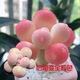 韓版湯圓奶酪多肉植物盆栽套餐新手辦公室內(nèi)萌肉創(chuàng)意綠植花卉 湯圓小苗2厘米【5顆】