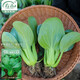 壽禾 上海青油菜種子秋冬季蔬菜菜籽 濰豐高柳上海青種子25g