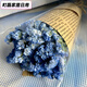 碎冰藍(lán)滿天星勿忘我小清新鮮花干花網(wǎng)紅花束送同學(xué)老師閨蜜女朋友 碎冰藍(lán)勿忘我 【超值】 小束+精美包裝
