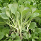 播種心情 家庭種植蔬菜種子孑籽大全四季播種陽(yáng)臺盆栽農家庭院小菜園有機 四季雞毛菜種子2包