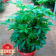 鴨腳木七葉蓮樹盆栽辦公室客廳大型綠植大盆栽發(fā)財(cái)樹 40-50厘米高鴨腳木(白色菱形盆)+彩帶 不含盆