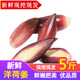辰實(shí)【現(xiàn)挖現(xiàn)發(fā)】陽荷姜新鮮 洋荷姜現(xiàn)挖 陽霍洋河菜陽合筍 5斤【現(xiàn)挖】