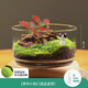 綠蔭巷子苔蘚微景觀(guān)生態(tài)瓶私人草坪桌面迷你盆栽辦公室創(chuàng  )意教師節禮物神奇 【成品】草坪小狗