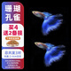 森悠（SARYOR）孔雀魚純種觀賞魚小型淡水好養(yǎng)熱帶魚活體斑馬金魚鳳尾魚繁殖 珊瑚藍(lán)2對+1對防損【3公3母】