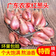 良知農哥 廣東小香蔥紅蔥頭 火蔥干蔥頭 5斤
