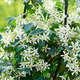 塔莎的花園風(fēng)車(chē)茉莉花盆栽四季常青爬藤蔓植物大苗庭院陽(yáng)臺室內外 白色1加侖 帶盆栽好