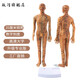 政河針灸穴位人體模型經(jīng)絡(luò)穴位模特圖全身中醫(yī)十二經(jīng)絡(luò)銅人可扎針小皮 35厘米銅男數(shù)字刻度便攜款/送豪禮