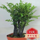 聽雪樓名貴小葉紫檀盆景樹樁室內(nèi)花卉植物辦公桌面綠植樹苗盆栽h 大號多桿5到6桿 含原盆