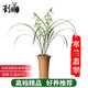 劉閣蘭花建蘭四季蘭花苗十里桃花 夏帶濃香花苞出售 有香味的花卉綠植盆栽 寒蘭翡翠2苗連體